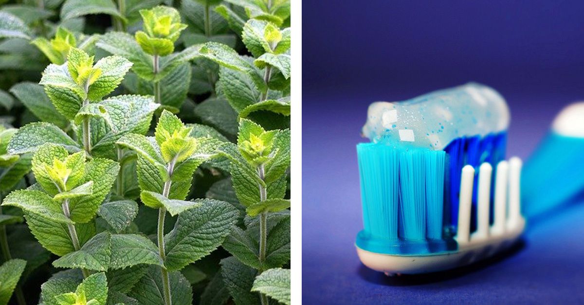 Why Does Mint Make Us Feel Cold? This Strange Phenomenon Has Got a Very