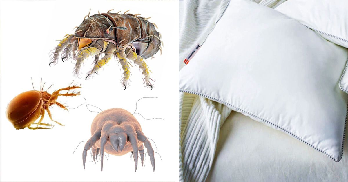 There Are 15 Kinds of Dust Mites Living on Our House. Get Rid of Them