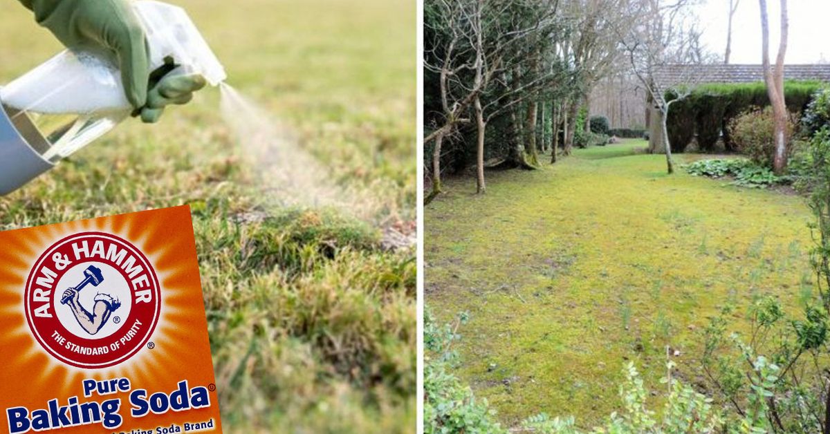 How to Get Rid of Moss from Your Garden and Lawn? One Cheap Product