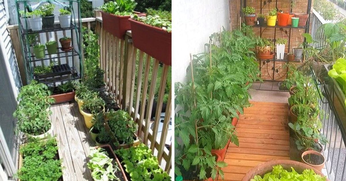 10 Vegetables You Can Grow on Your Balcony. Create Your Own Tiny