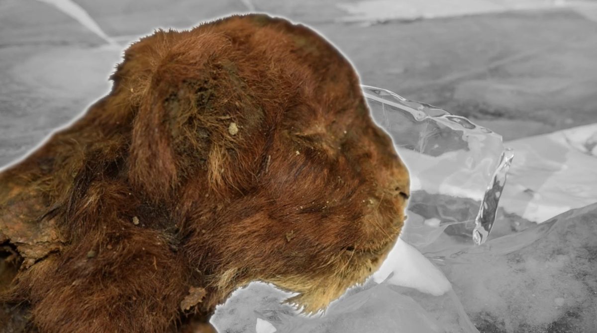 Mummified saber-toothed cat unearthed in Siberian permafrost