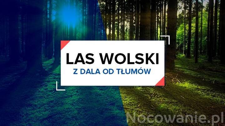 Z dala od tłumów: Las Wolski