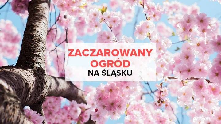 Zaczarowany Ogród na Śląsku? Tak, w Raciborzu!