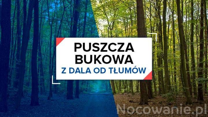 Z dala od tłumów: Puszcza Bukowa
