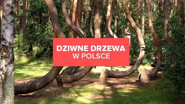 Dziwne drzewa w Polsce, które musisz zobaczyć!