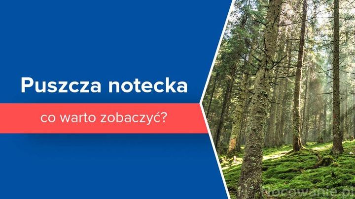 Puszcza notecka - co warto zobaczyć?