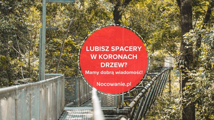 Lubisz spacer w koronach drzew? Mamy dobrą wiadomość!
