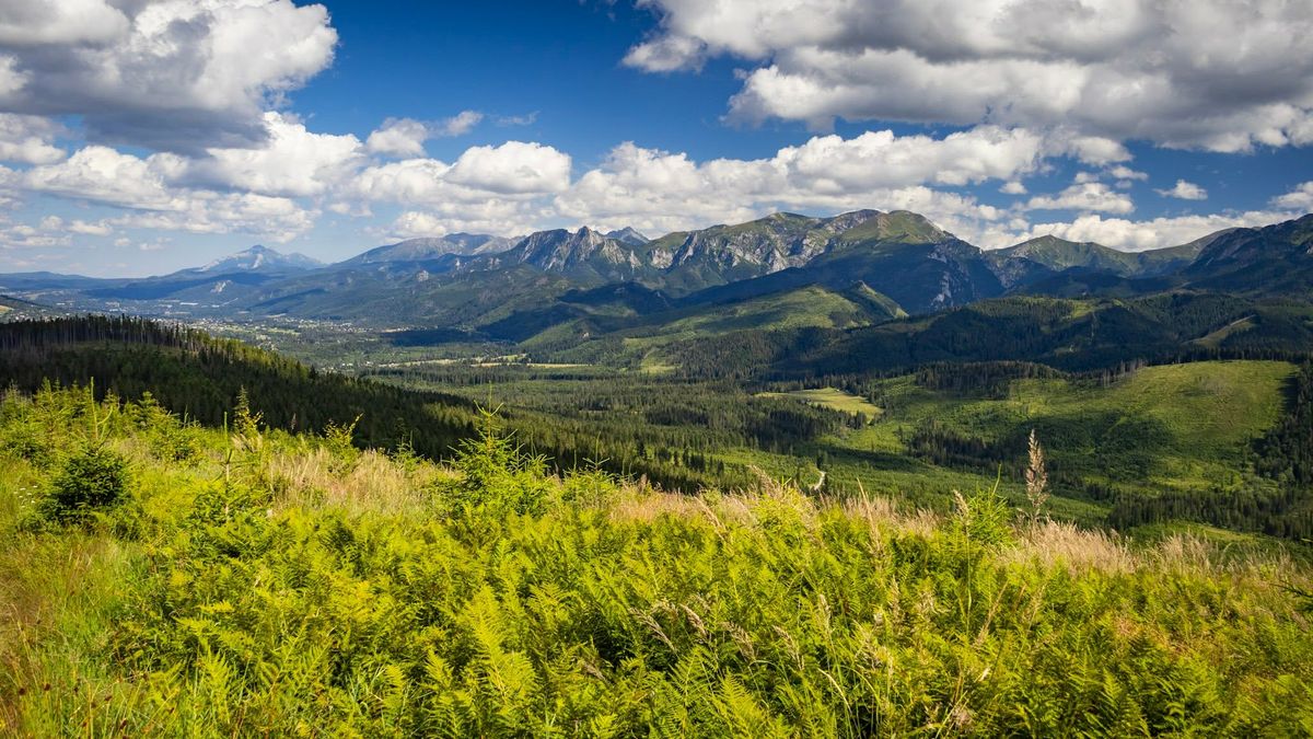 Panorama z Magury Witowskiej