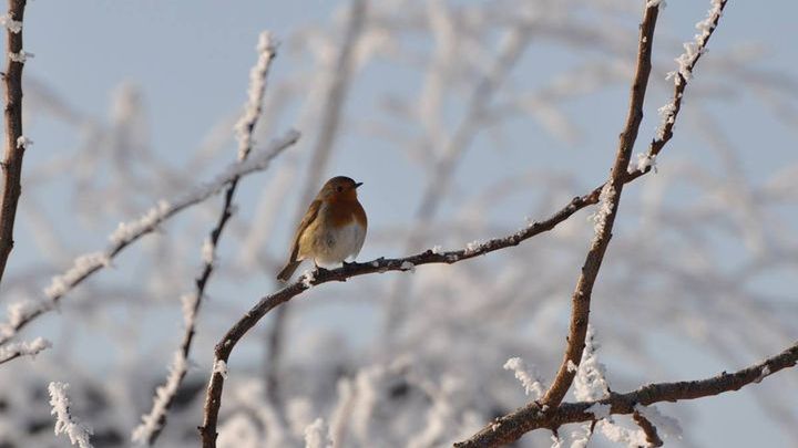 Pogoda na trzeci tydzień grudnia 2016