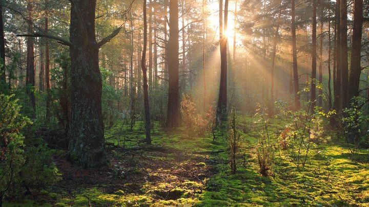 Bliżyńskie Lasy Naturalne - nowy rezerwat przyrody. Dlaczego warto je zobaczyć?