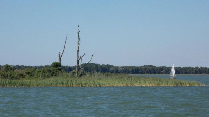 Wysoki Ostrów, wyspa opanowana przez ptaki