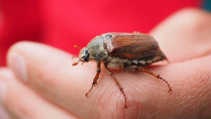 Pogoda na drugą połowę maja 2017