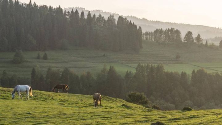 Tu naprawdę odpoczniesz w górskich drzewach
