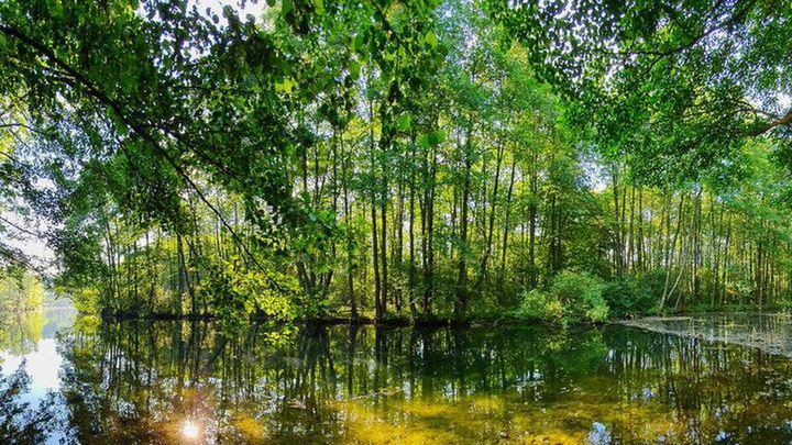 Rezerwat Niebieskie Źródła. Magiczne miejsce w Łódzkiem