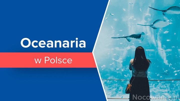 Najlepsze oceanaria w Polsce