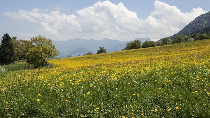 Pogoda na maj 2019