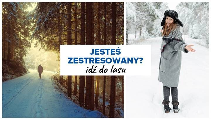 Jesteś zestresowany? Idź do lasu