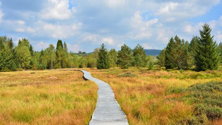 Torfowisko Tarnawa - najpiękniejsze z bieszczadzkich torfowisk