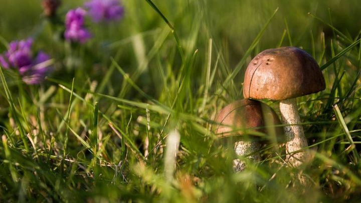 Tu znajdziesz największe grzyby!