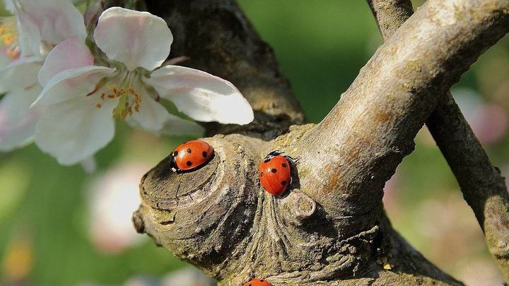 Pogoda na drugą połowę maja 2018