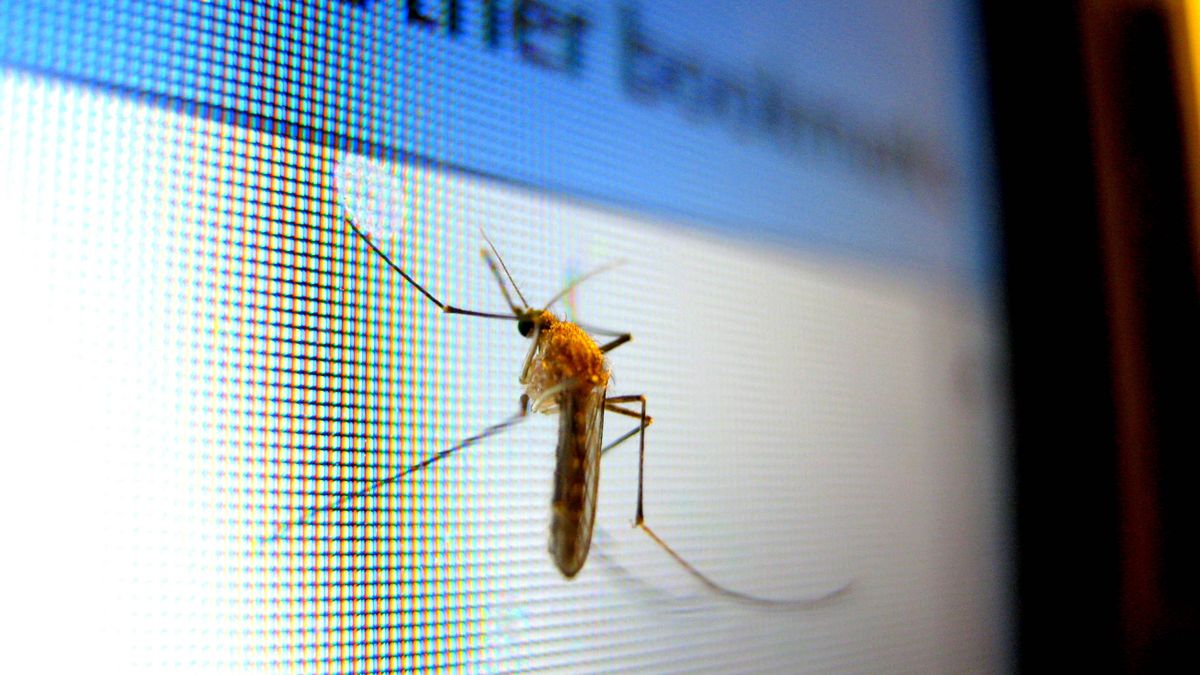 32 miliony komarów na wolności? Google testuje nietypową broń