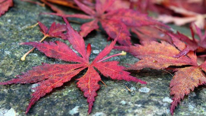 Pogoda na czwarty tydzień listopada 2017