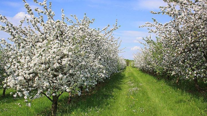 Pogoda na pierwszą połowę maja 2018