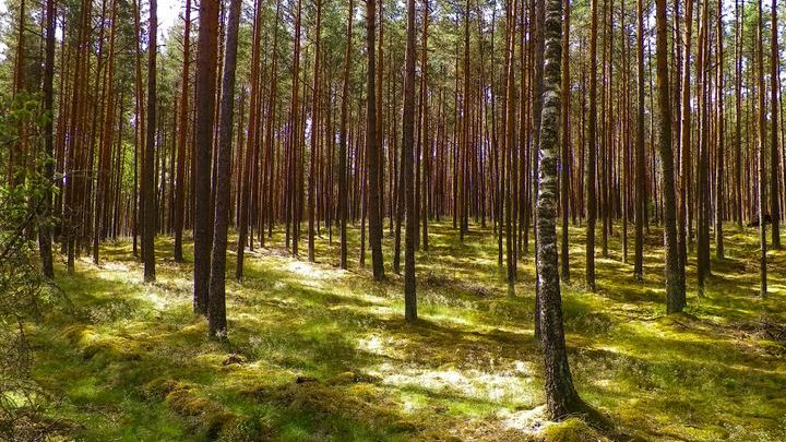 Bory Tucholskie. Idealne miejsce na rower i na urlop