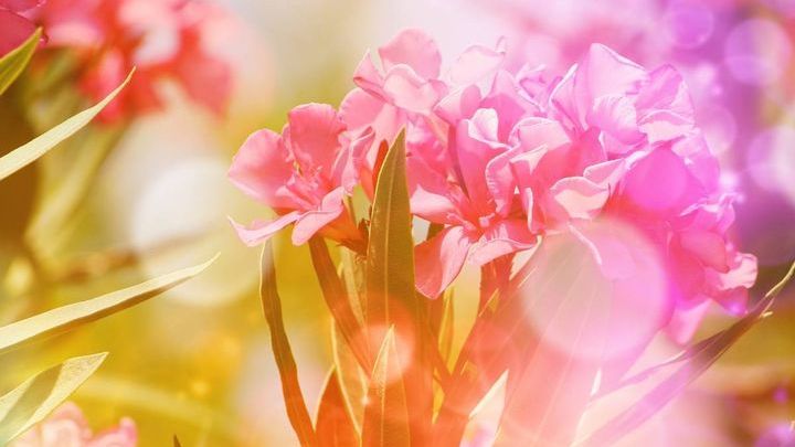 Pogoda na maj 2016