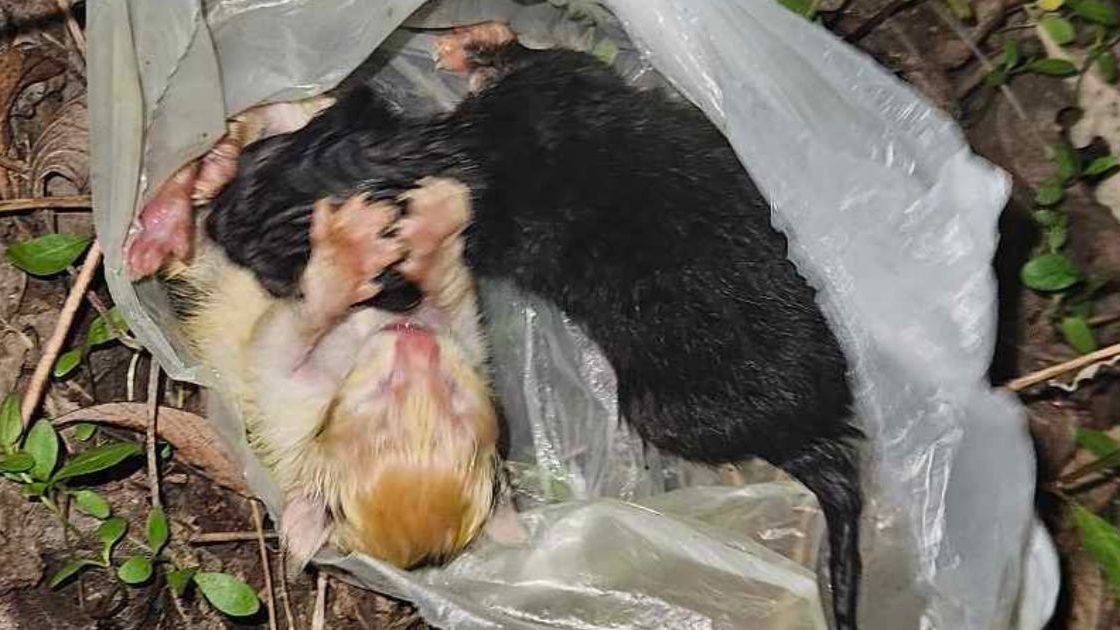 Dwa maleństwa w reklamówce