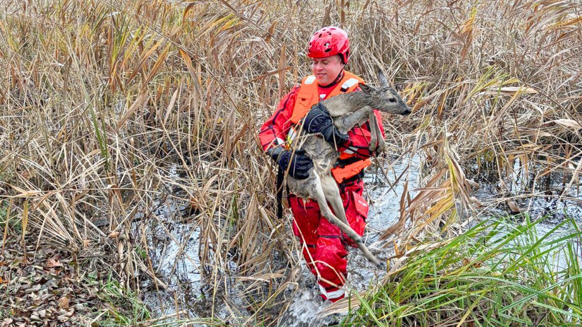 Strażacy z Chodzieży uratowali jelonka.