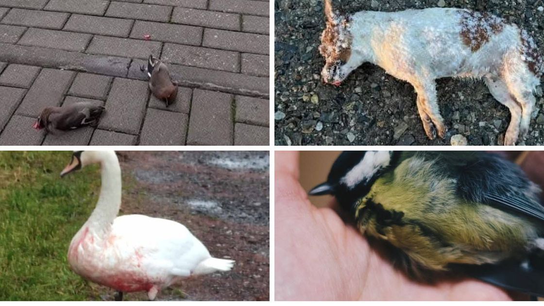 Konsekwencje fajerwerków