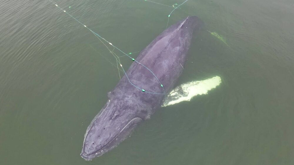 akcja ratunkowa
Morska S�u�ba Poszukiwania i Ratownictwa
akcja ratowania, Ba�tyk, d�ugop�etwiec oceaniczny, Humbak, Morska S�u�ba Poszukiwania i Ratownictwa, wieloryb