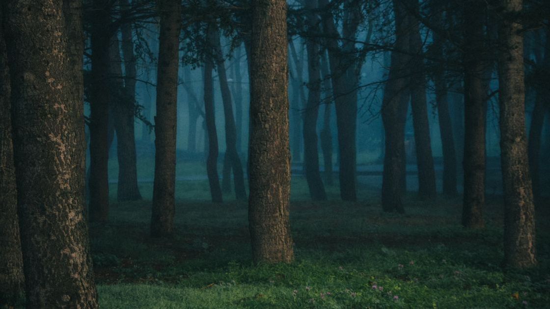 Poszukiwania w lesie