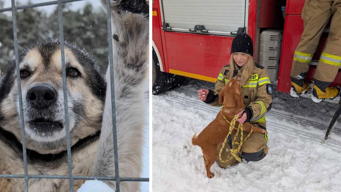 Pomoc dla schroniska