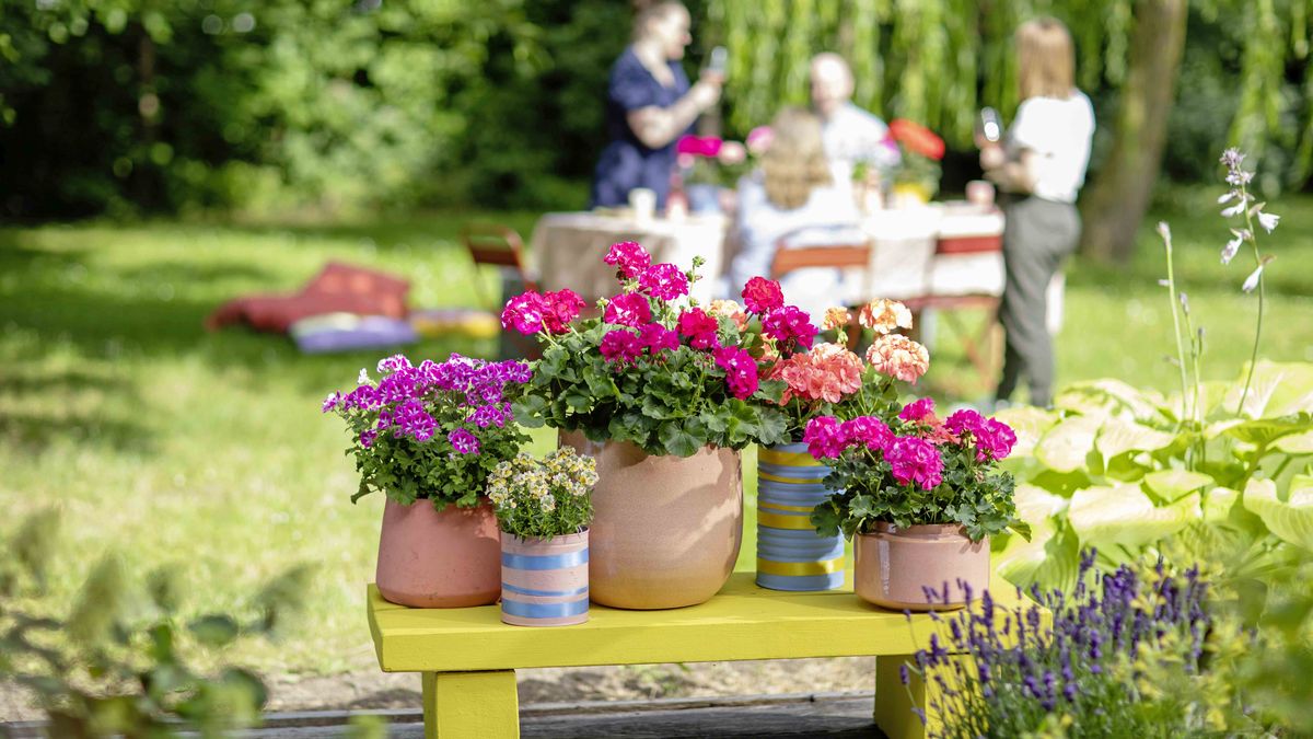 Flower, Garden, Geranium, Jar, Nature, Plant, Planter, Potted Plant, Pottery, Vase