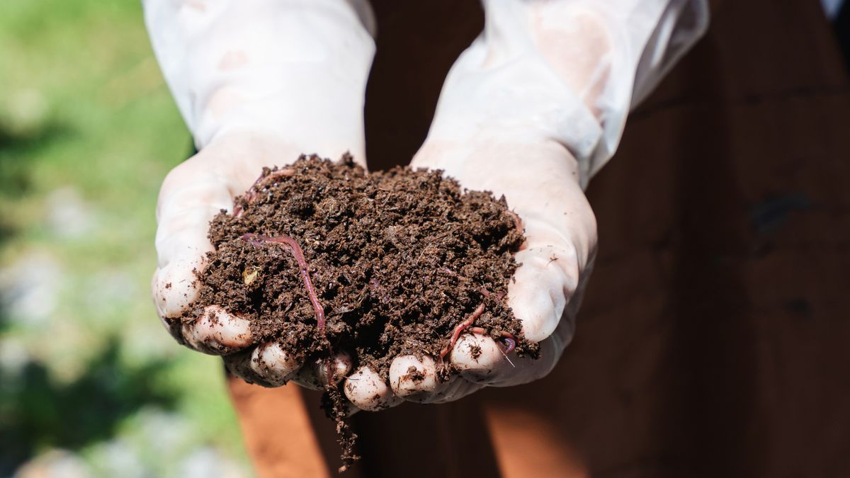 Wyglądają jak błoto, ale świadczą o pożytecznej pracy. Jesienią przybywa ich na trawniku