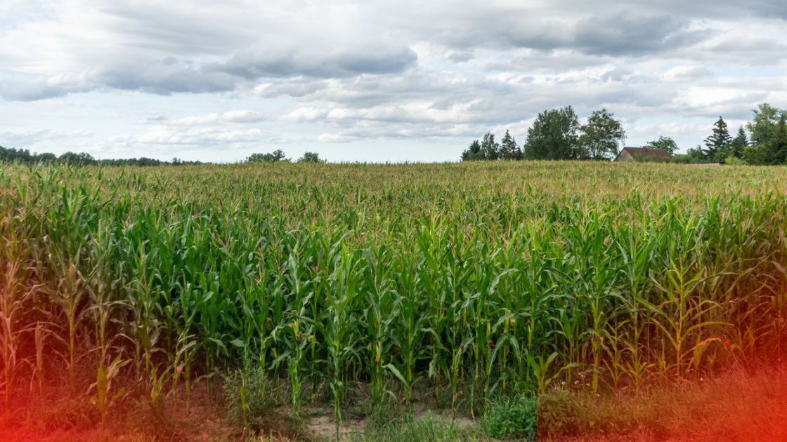 Zwłoki kobiety w polu kukurydzy 