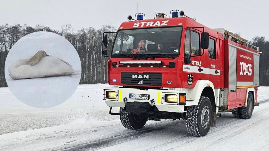 Łabędź w tarapatach 