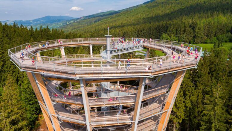 Spacer koronami drzew