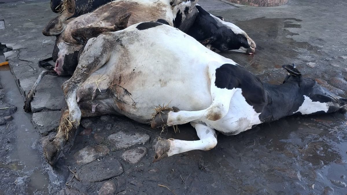 Padłe bydło 