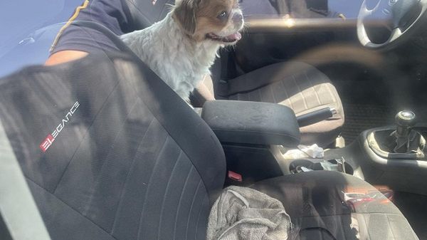 Piesek zamknięty w aucie