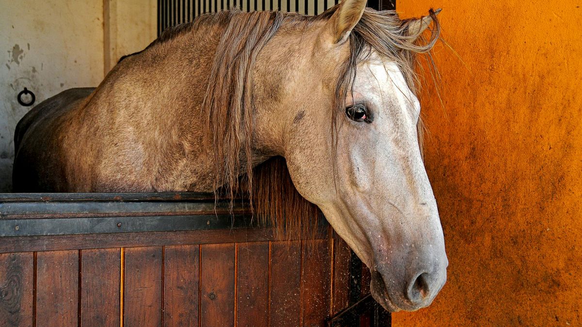 koń w stajni