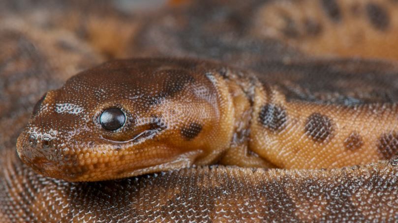 Targi terrorystyczne 