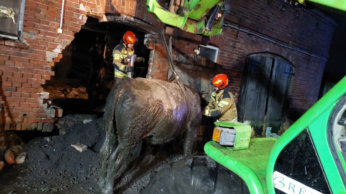 Akcja ratownicza, byk