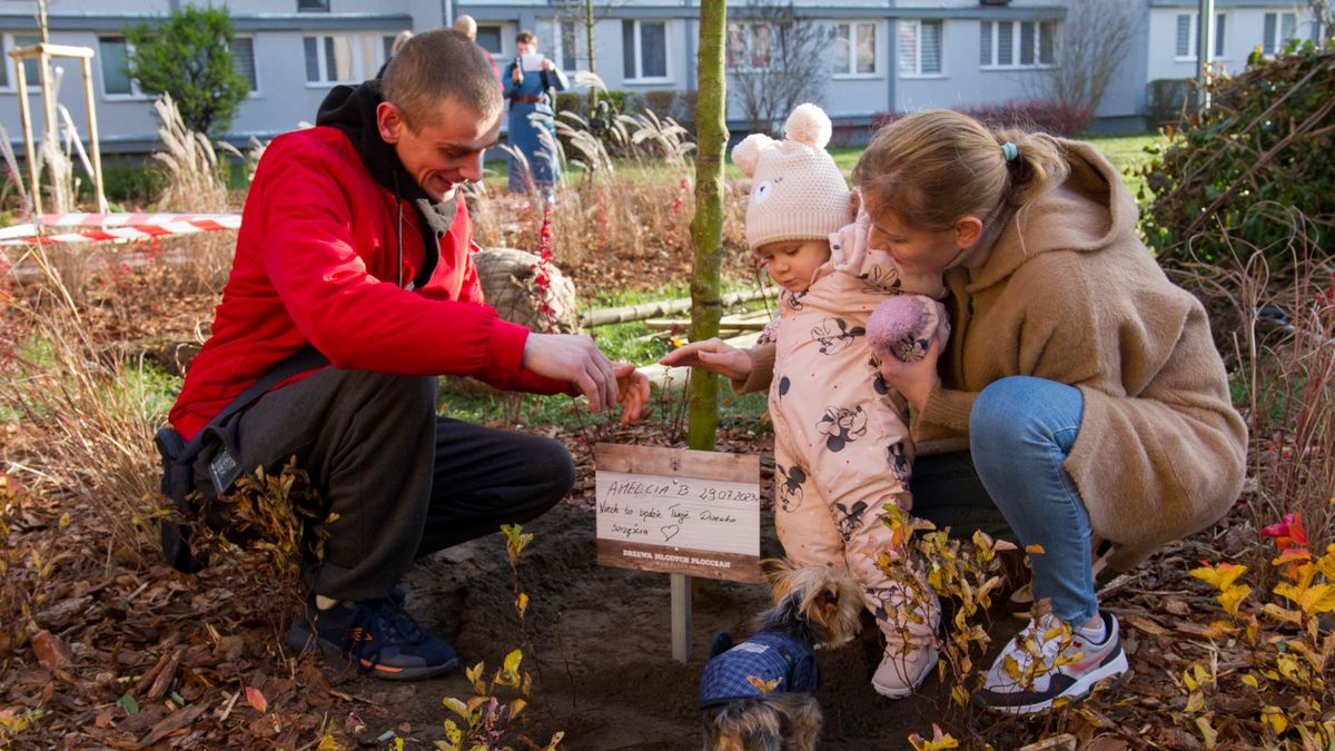 Drzewa młodych Płocczan