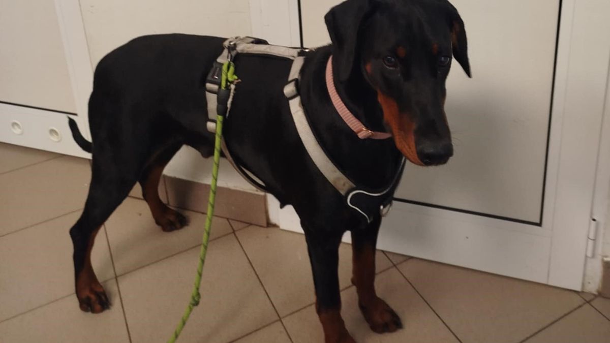 Suczka przywiązana do drzewa 