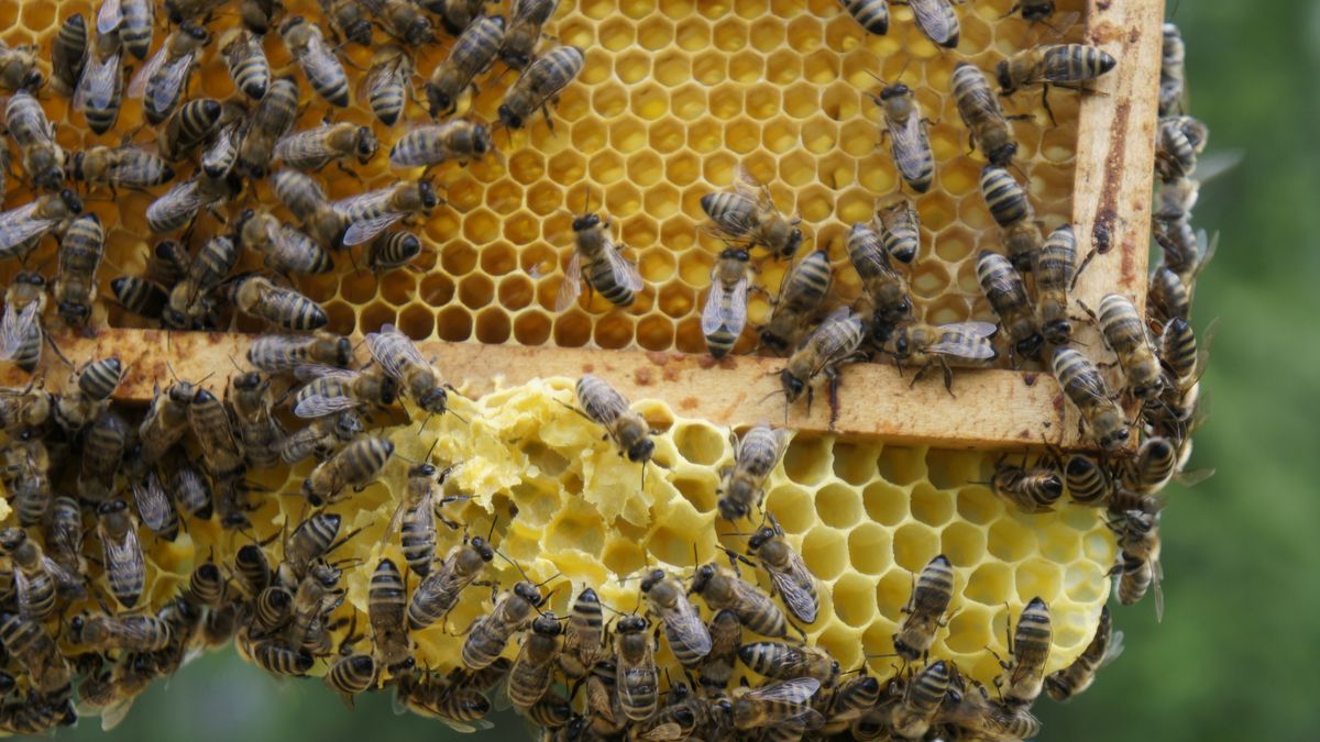 Pszczoły z pasieki Amest Otwock.