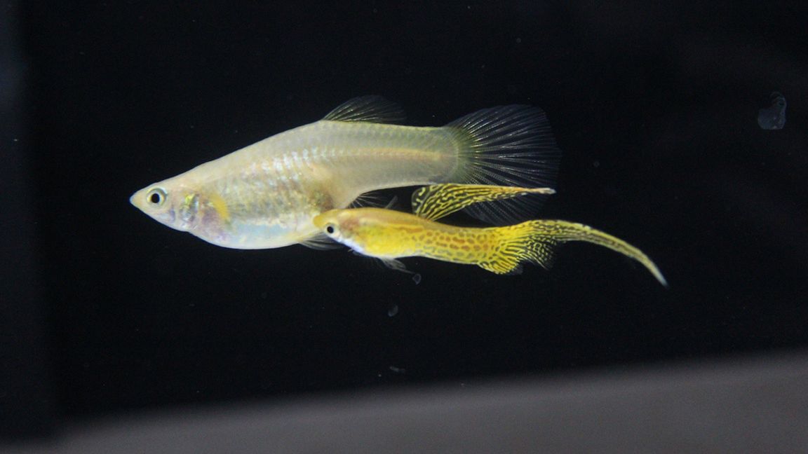 Mistrzostwa Europy i Polski Hodowców Gupika