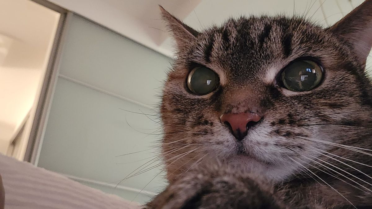 kot zdziwiony kontaktowy